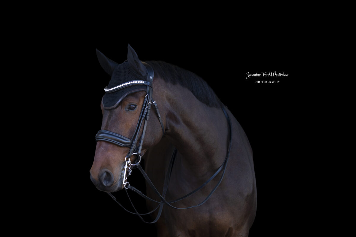 Blackfoto paard