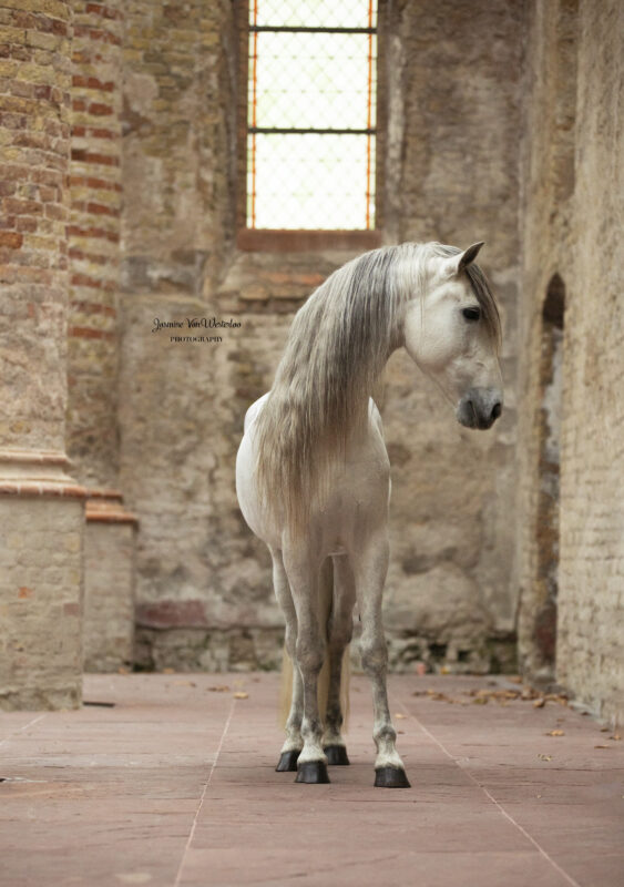 Portretfoto paard