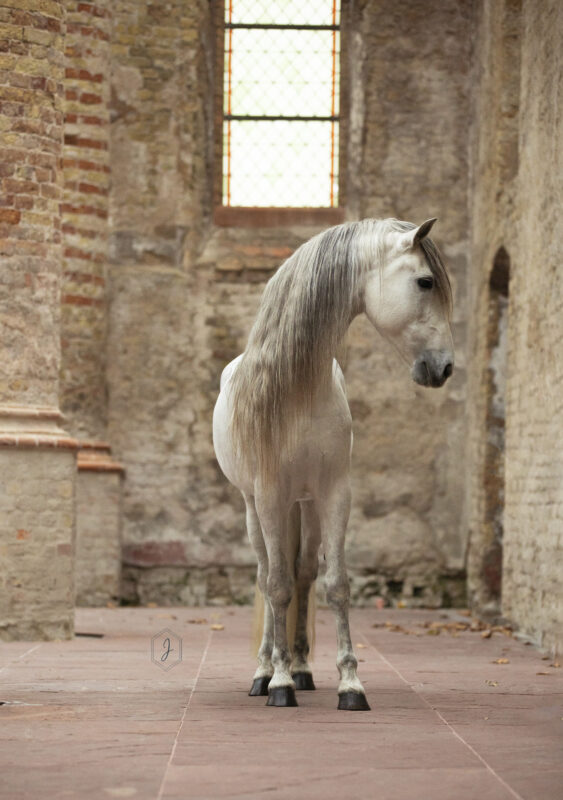 portretfoto paard